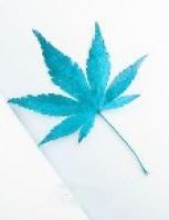 愛你是我一生的毒