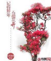 記得那年石榴花開